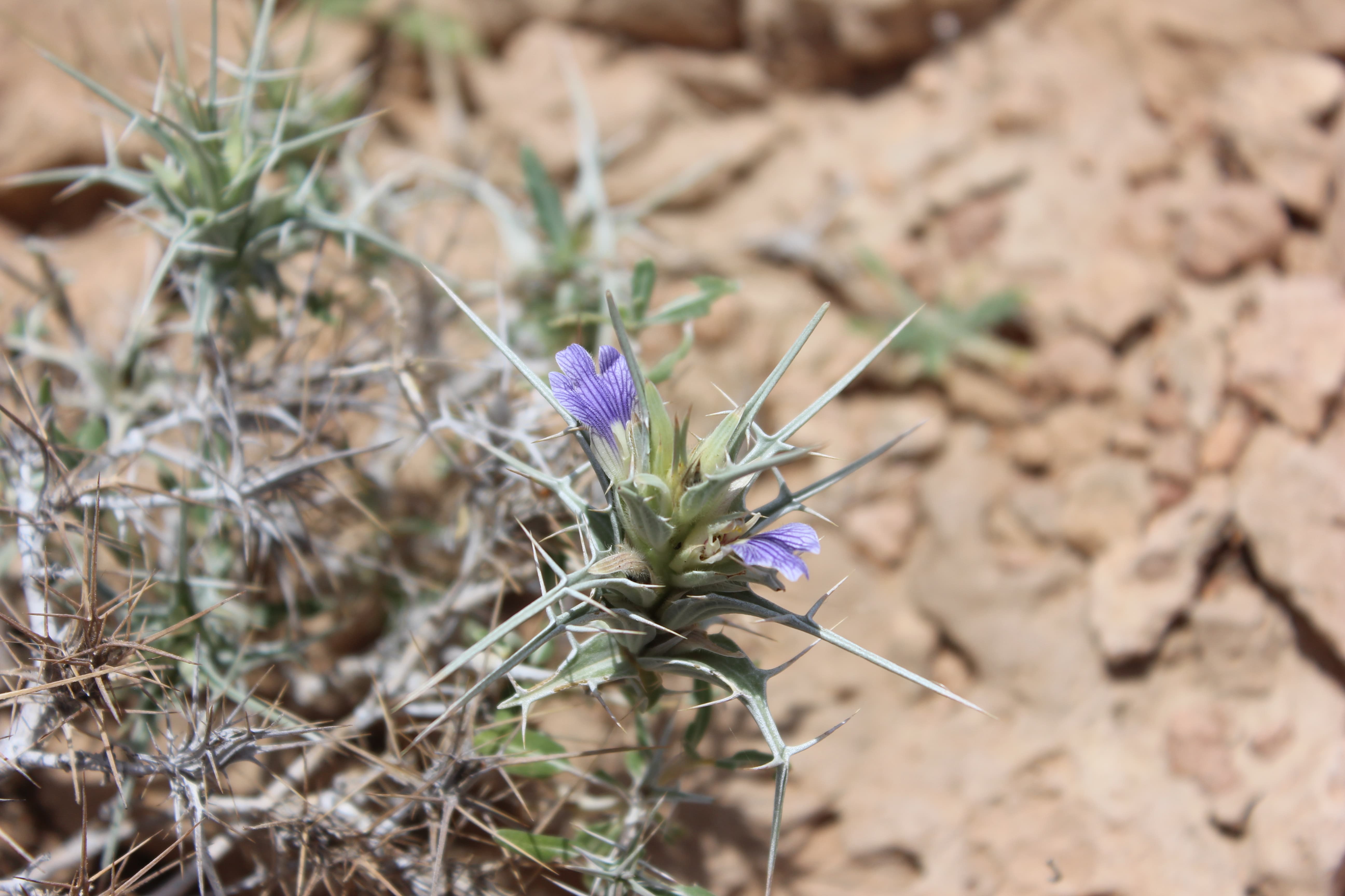 Plant Image